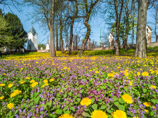 bed of flowers on a sunny spring day