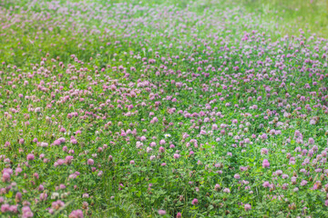 blooming field clover