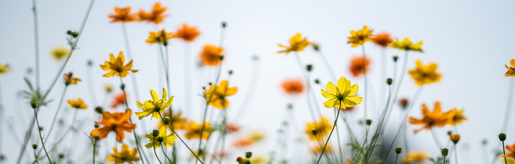 Closeup of yellow and orange Cosmos flower on blurred green leaf background under sunlight with...
