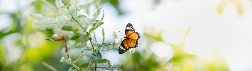 View of orange butterfly on white flower with green nature blurred background  with copy space using as background insect, natural, ecology, fresh cover page concept.