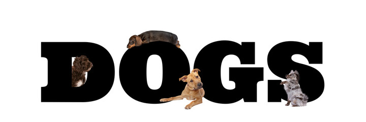 A group of four dogs around black letters