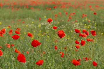 Fototapeta premium Beautiful spring field with red poppies