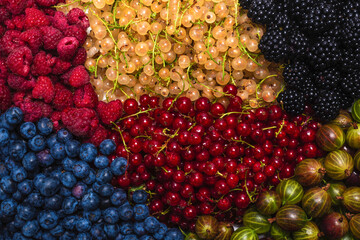 Gooseberries, blueberries, mulberry, raspberries, white and red currants.