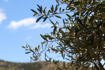 Olive tree branches. Selective focus.