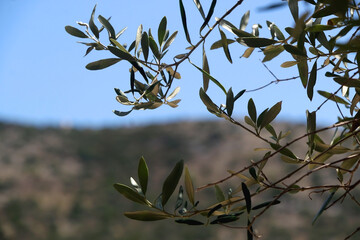 Olive tree branches. Selective focus.