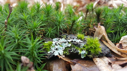 Close up of Cyan lichen and other lichens and moss