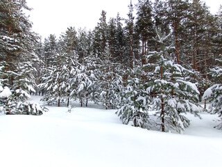 Walk through the winter snow-covered pine forest.