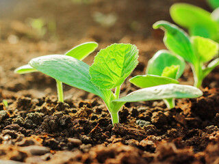 young plantings of cucumbers. vegetables are grown in a greenhouse on the farm. growing organic food.