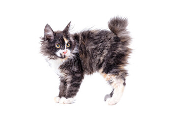 Kurilian Bobtail kitty plays jumping white background. Cute kitten.