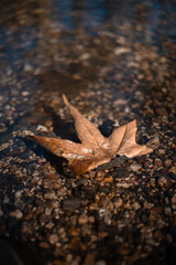 Leaf floating in the water
