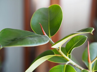 The ficus house plant grows on the window in the winter in a private house.Floriculture and plant growing.