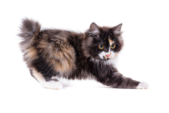 Kitty. Playing kitten beautiful isolated on white background. Playing kitten.