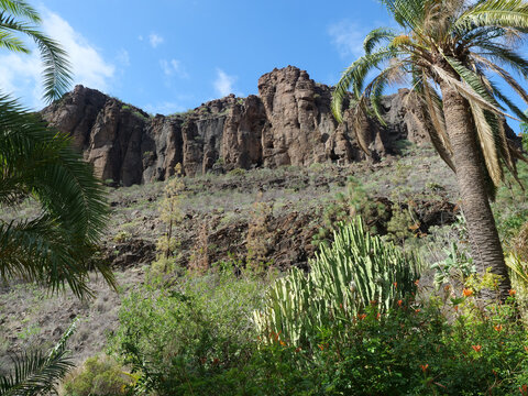 Rocky landscape of barranco de los palmitos with cacti, plam trees and exotic plants. Gran Canaria, Canary Islands, Spain. Sunny day blue sky