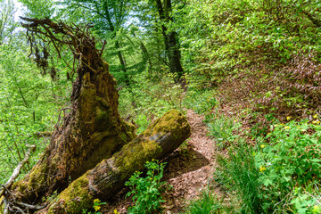 Wanderweg im frühlingshaften Wald - auftanken, erholen, Stress abbauen, gesunder Lebensstil