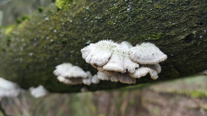 Most polypores are edible or at least non-toxic. Bracket fungi, or shelf fungi produce shelf- or...
