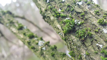 Dense and lush forest moss and lichen growing on a tree