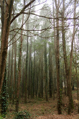 Obraz premium Forest trees with climbing ivy