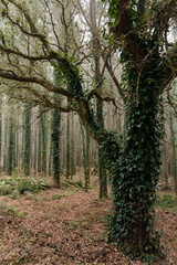 Fototapeta premium Forest with beautiful trees with climbing ivy