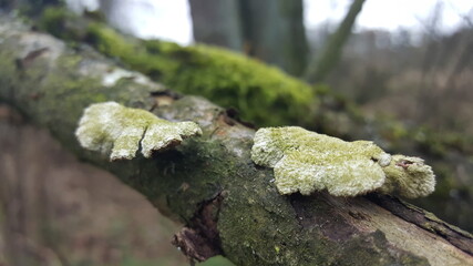 Most polypores are edible or at least non-toxic. Bracket fungi, or shelf fungi produce shelf- or bracket-shaped or occasionally circular fruiting bodies called conks. They are mainly found on tree