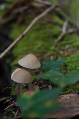 Close-up of little wild mushrooms