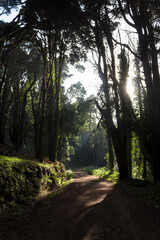 Naklejka premium Sun rays pass through trees in the forest