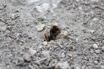 yellow and black ants in the hole