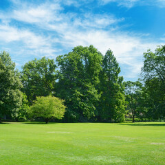 Lawn with green grass in park.