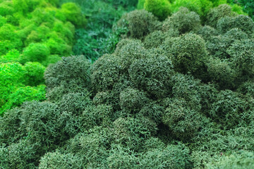 decorative green moss in the room on the wall