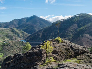 Green hills and forest mountains, landscape of Tamadaba natural park. Gran Canaria, Canary Islands, Spain
