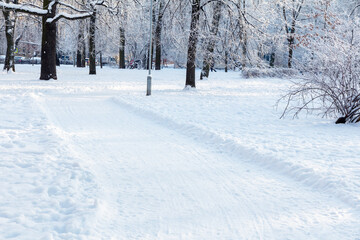 Fototapeta premium winter park in snow frosty cover
