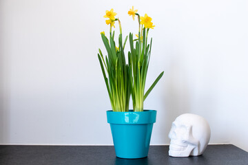 Interior design minimal, blue pot with yellow flower on white wall and white skull. Black stone slate as background. Minimal white design with copyspace