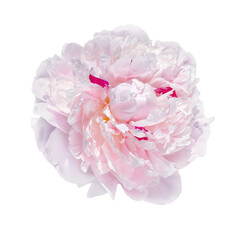 Peony flower in fashionable color.