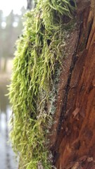 Dense and lush forest moss and lichen growing on a tree