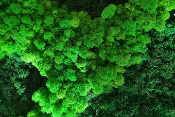 decorative green moss in the room on the wall