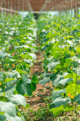 cucumber plant in the greenhouse. Growing cucumber. Tied up plants