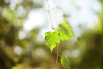 birch tree with green leaves on thin branch in natural garden background