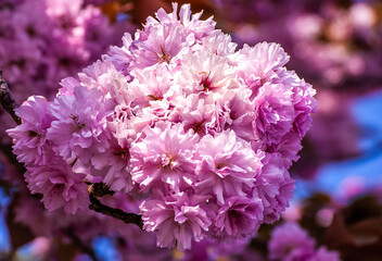 A cluster of Pink Cherry Blossom flowers at the end of a branch