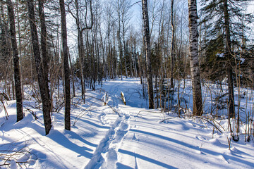 Snow Scene