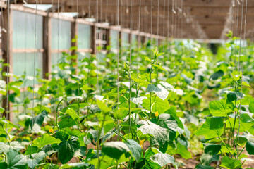 cucumber plant in the greenhouse. Growing cucumber. Tied up plants