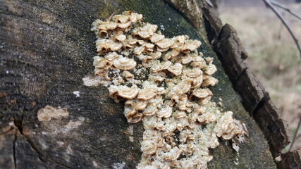 Fungus on a tree, polypore fungus