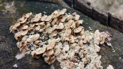 Most polypores are edible or at least non-toxic. Bracket fungi, or shelf fungi produce shelf- or bracket-shaped or occasionally circular fruiting bodies called conks. They are mainly found on tree