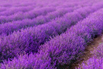 Plakat field of lavender. Purple field of flowers.