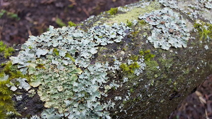 Foliose lichen (one of a variety of lichens, which are complex organisms that arise from the symbiotic relationship between fungi and a photosynthetic partner)