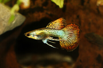Obraz premium Fancy Guppy fish aquarium fish Male Poecilia reticulata colorful freshwater fish 