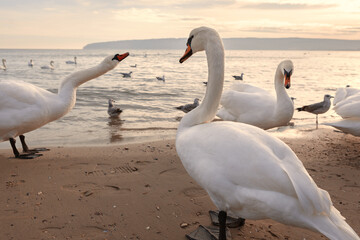 white swans on the Black sea