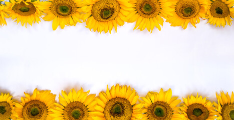 sunflower flowers on a white background. Summer background with space for text.