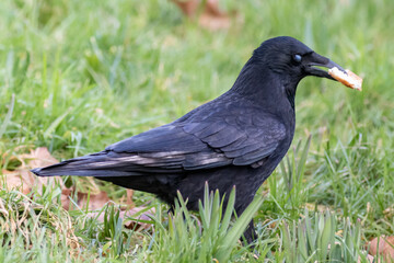 Carrion Crow Bird Close-up on grass eating bread in his mouth