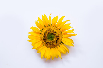 sunflower flower on white background