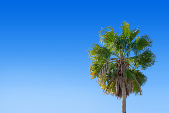Large palm tree with a bright clear blue sky