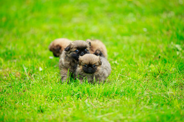 Pekingese puppies on the lawn